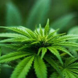 cannabis cannabidiol cbd processing with industrial disperser mixer